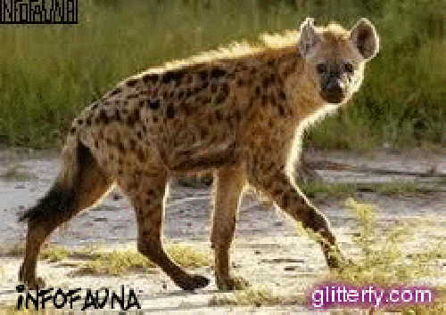 glitterfy2103347480d30.gif